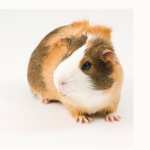 Guinea Pig free download