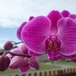 Orchid PC wallpapers