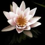 Water Lily images