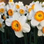 Daffodil free