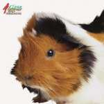 Guinea Pig PC wallpapers