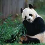 Panda free download