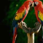 Parrot photos