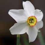 Daffodil wallpapers for iphone