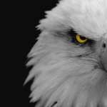 Eagle high definition wallpapers