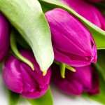 Tulip hd photos