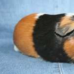 Guinea Pig wallpapers