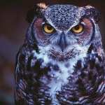 Owl download