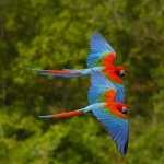 Parrot images