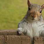 Squirrel wallpapers hd