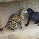 Black Jaguar images