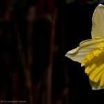 Daffodil new wallpapers