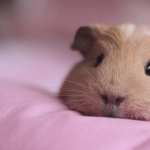 Guinea Pig wallpapers hd