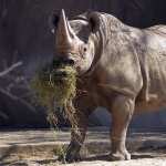 Rhino hd pics