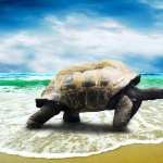 Turtle high quality wallpapers