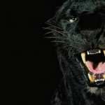 Black Jaguar hd