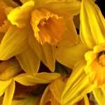 Daffodil high definition photo