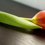 Tulip high quality wallpapers
