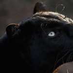 Black Jaguar pic