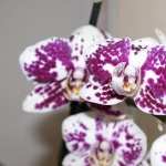 Orchid high definition wallpapers