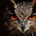 Owl pics