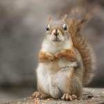 Squirrel download wallpaper