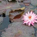 Water Lily widescreen