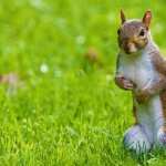 Squirrel wallpapers for desktop