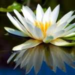 Water Lily free wallpapers