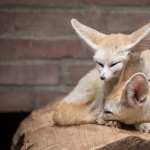 Fennec Fox high quality wallpapers