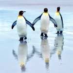 Penguins new photos