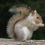 Squirrel hd pics