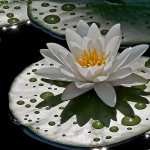 Water Lily high quality wallpapers