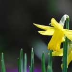 Daffodil download