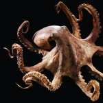 Octopus wallpapers hd