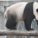 Panda hd pics