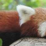 Red Panda wallpapers for android