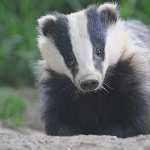 Badger pic