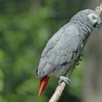 Parrot widescreen