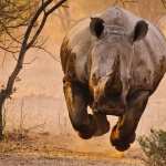 Rhino photos