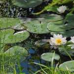 Water Lily new wallpapers