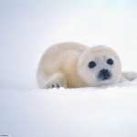 White Seal free wallpapers