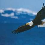 Eagle free wallpapers
