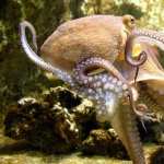 Octopus desktop wallpaper