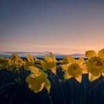 Daffodil wallpapers for android