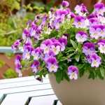 Pansy wallpapers hd