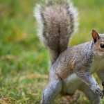 Squirrel widescreen