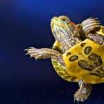 Turtle pic