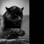 Black Jaguar wallpapers for android
