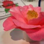 Camellias images